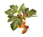 ficus